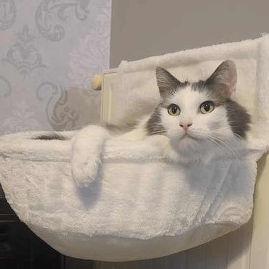 hamac pour chat | Cozy Comfort