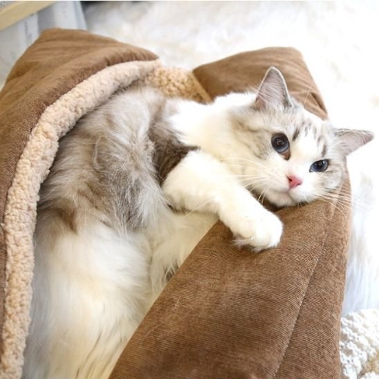 Panier pour chat | Douillet Élégance