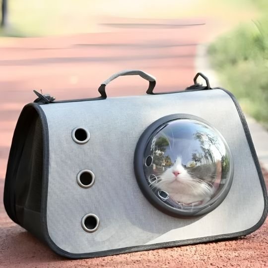 Sac transport chat | Bubbleview