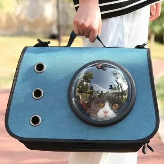 Sac transport chat | Bubbleview