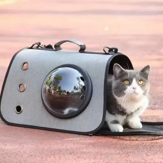 Sac transport chat | Bubbleview