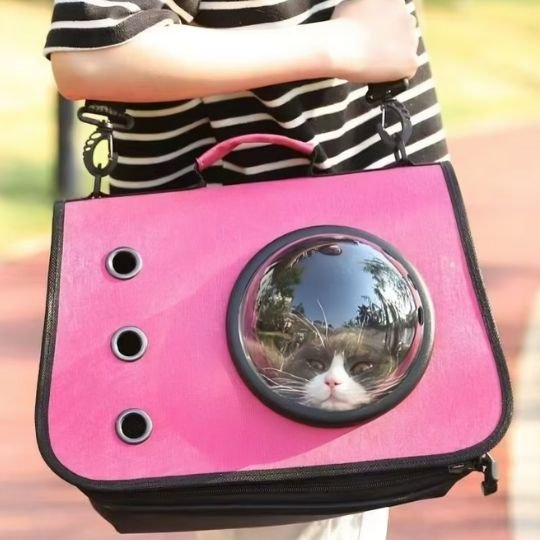Sac transport chat | Bubbleview